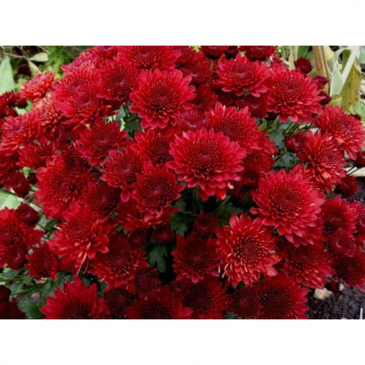 Комплект 5шт / Хризантема Branhill Red (Мультифлора/Бордовая) - Яркий акцент вашего сада Комплект 5шт / Хризантема Branhill Red (Мультифлора/Бордовая) - Яркий акцент вашего сада