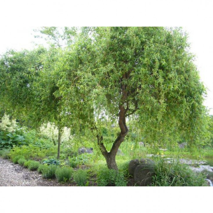 Ива Матсуды (Salix matsudana) - Великолепный зеленый акцент Ива Матсуды (Salix matsudana) - Великолепный зеленый акцент