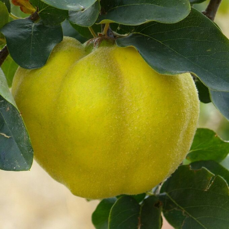 Айва яблоковидная Крымская ранняя Айва яблоковидная Крымская ранняя