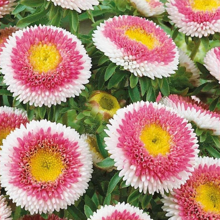 Астра Зимняя вишня - яркие цветы для вашего сада Астра Зимняя вишня - яркие цветы для вашего сада