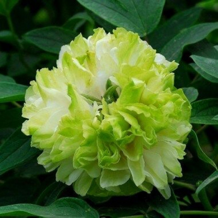 Комплект 5шт / Пион древовидный Green Jade - З. Высокое качество и долговечность Комплект 5шт / Пион древовидный Green Jade - З. Высокое качество и долговечность