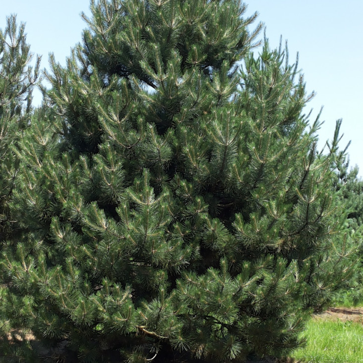 Сосна Чёрная 100-150 см - натуральная красота для вашего интерьера Сосна Чёрная 100-150 см - натуральная красота для вашего интерьера