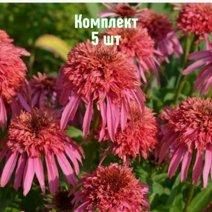 Комплект 5шт / Эхинацея Гуава Айс Комплект 5шт / Эхинацея Гуава Айс