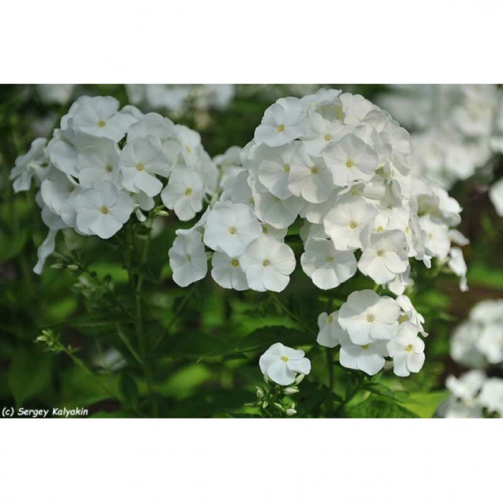Флокс Архангел – яркие цветы для сада Флокс Архангел – яркие цветы для сада