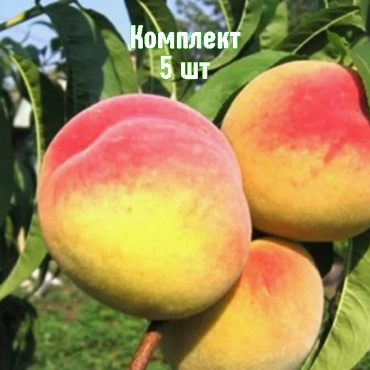 Комплект 5шт / Персик Хадуссамат жёлтый Комплект 5шт / Персик Хадуссамат жёлтый