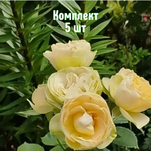 Комплект 5шт / Роза Шампань Рококо (флорибунда) Комплект 5шт / Роза Шампань Рококо (флорибунда)