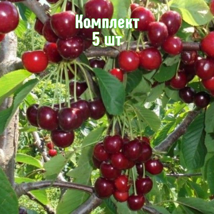 Комплект 5шт / Вишня Журавка Комплект 5шт / Вишня Журавка