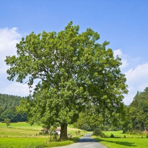 Саженцы Комплект 5шт / Ясень Обыкновенный (40-60 см)
